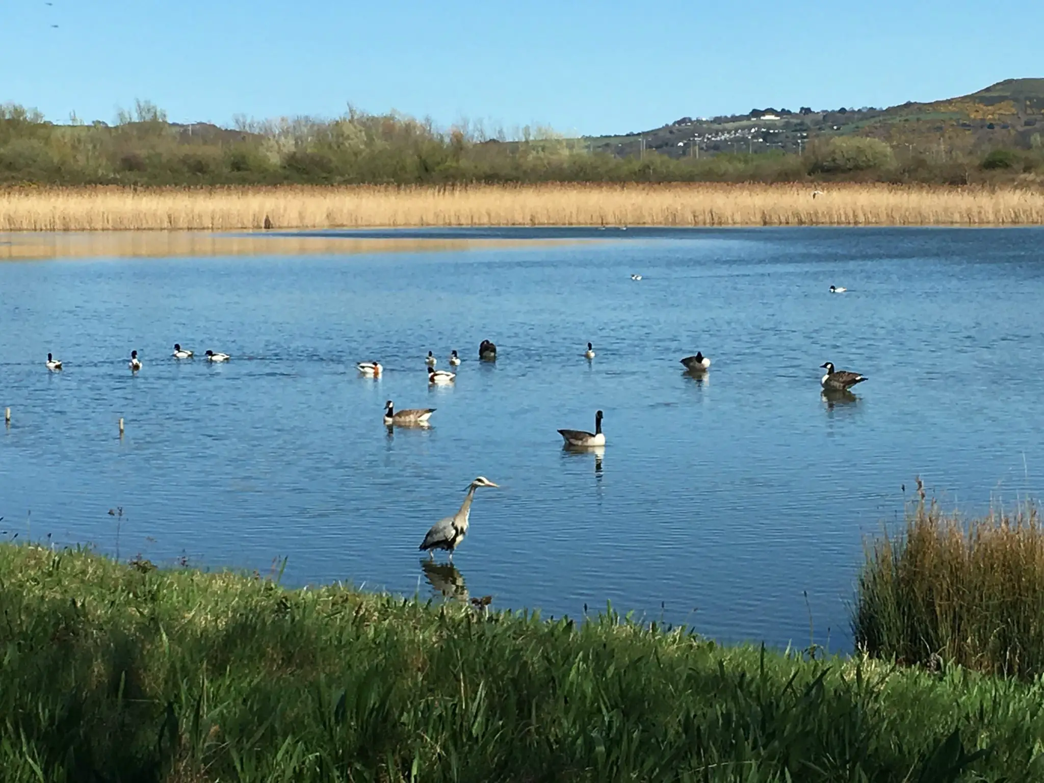 Birding at RSPB Conwy in North Wales
