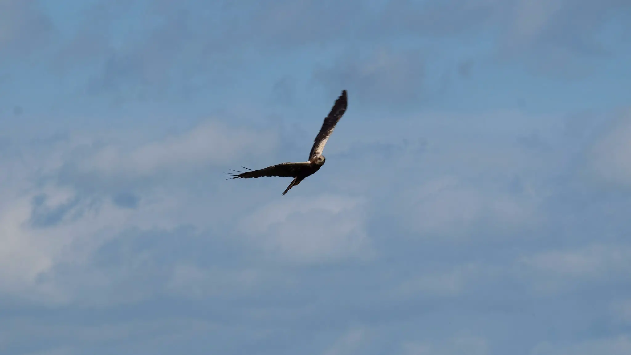 Marsh harriers at Yorkshire’s Blacktoft Sands