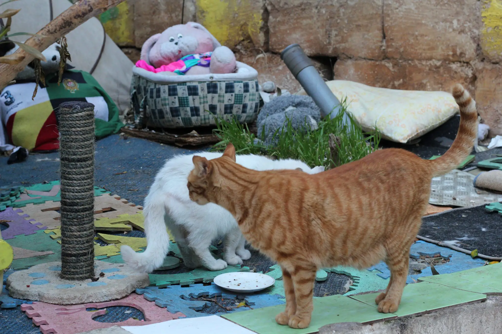 Is Malta’s cat village in danger?