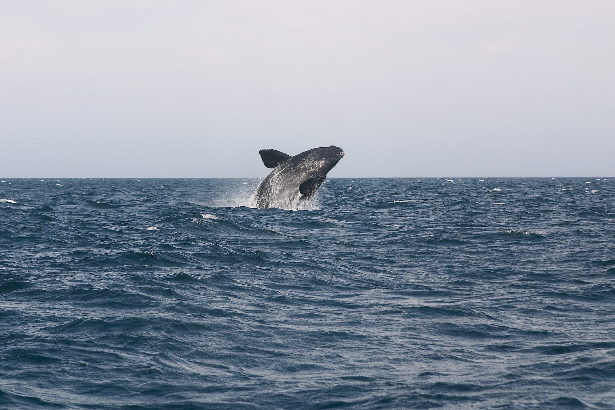 Whale watching in Peninsula Valdes