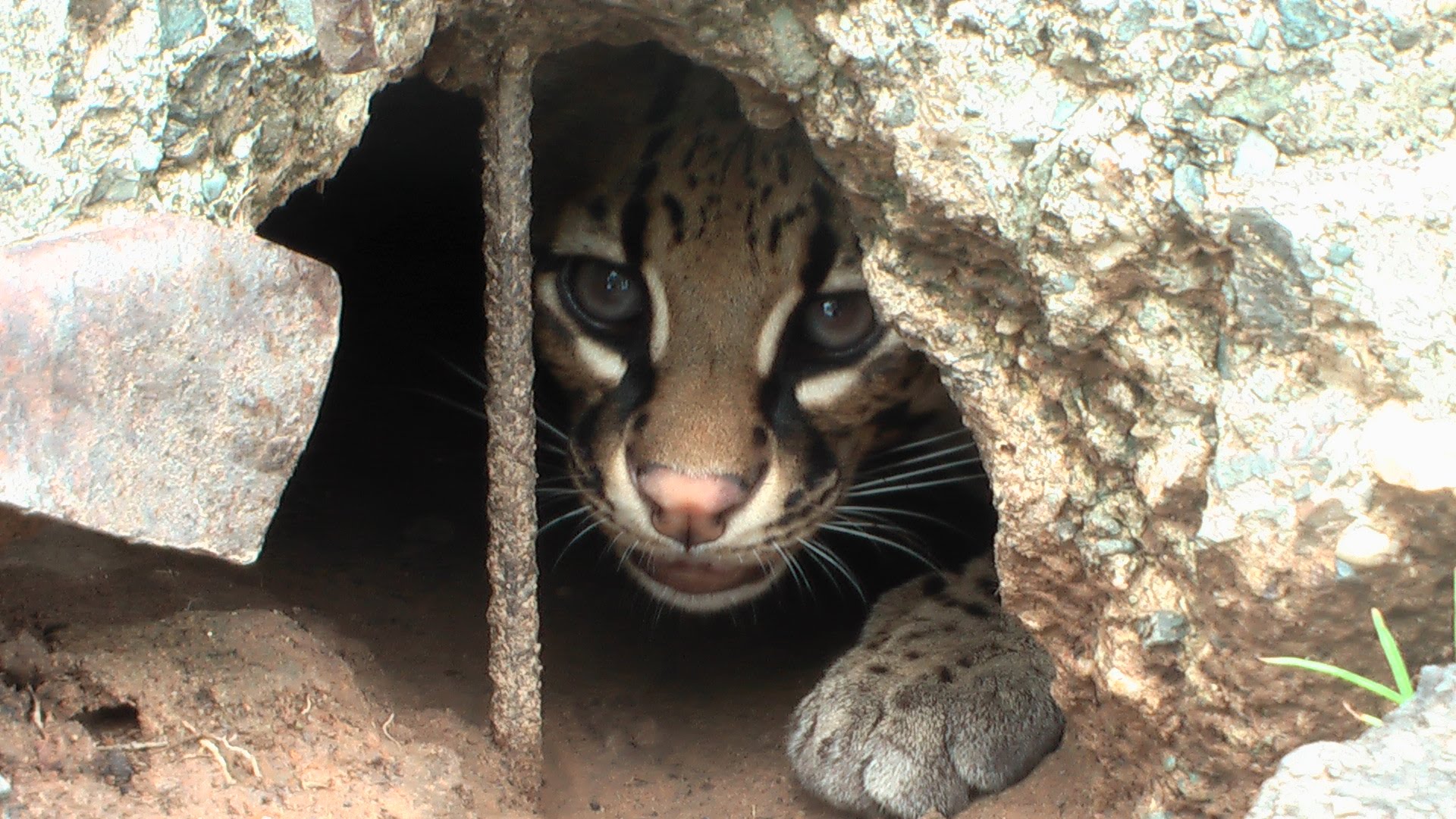 Ocelot in Los Llanos, Venezuela