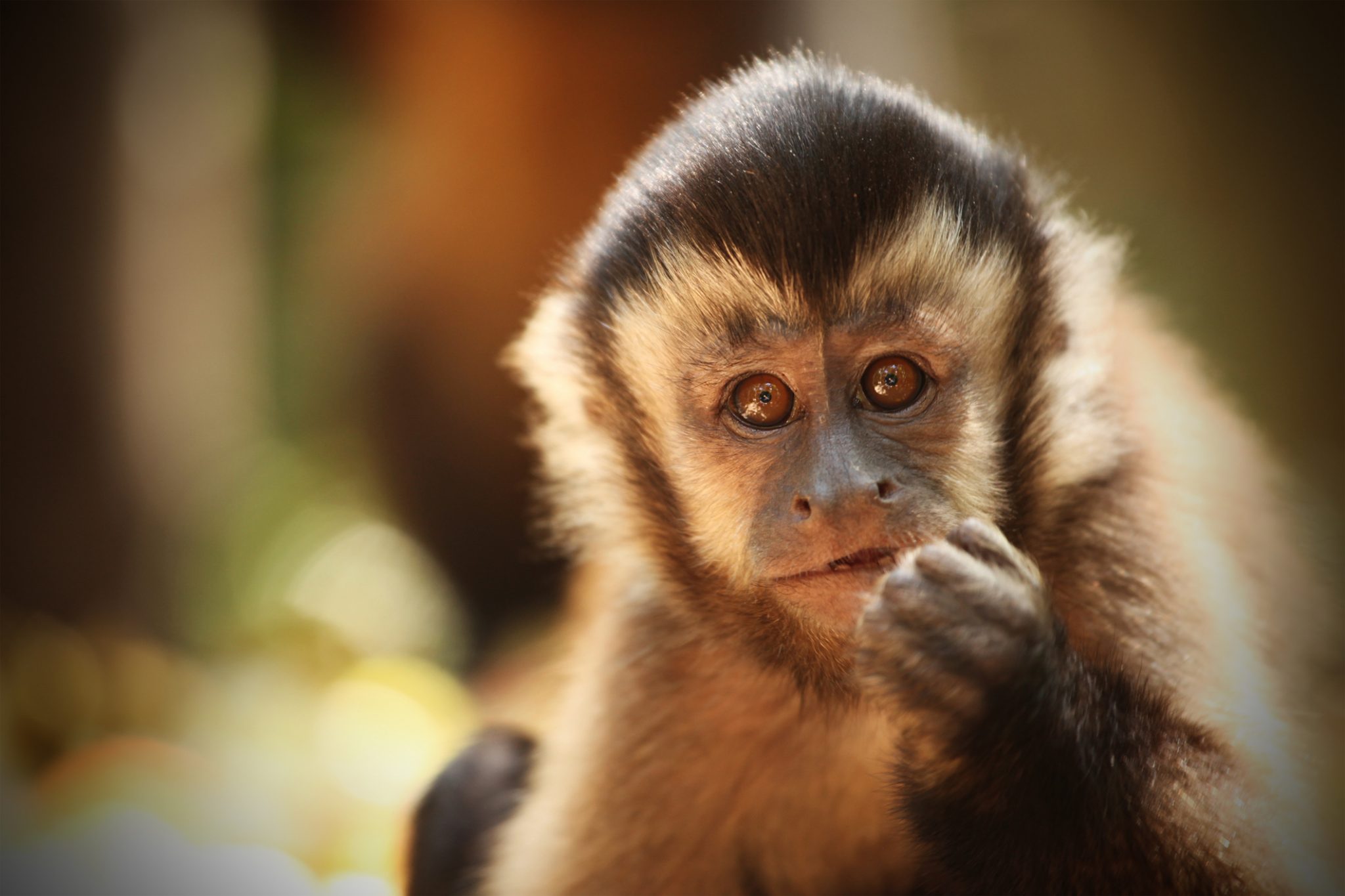 Capuchin monkey