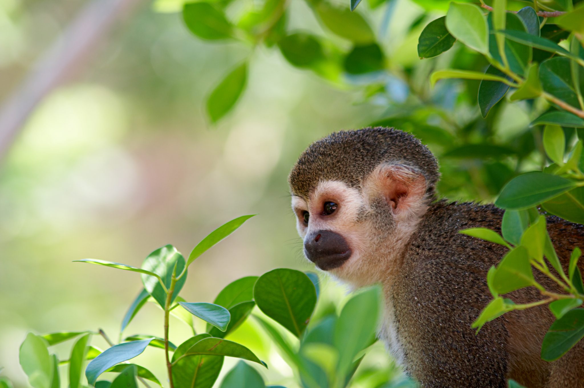 Squirrel monkey