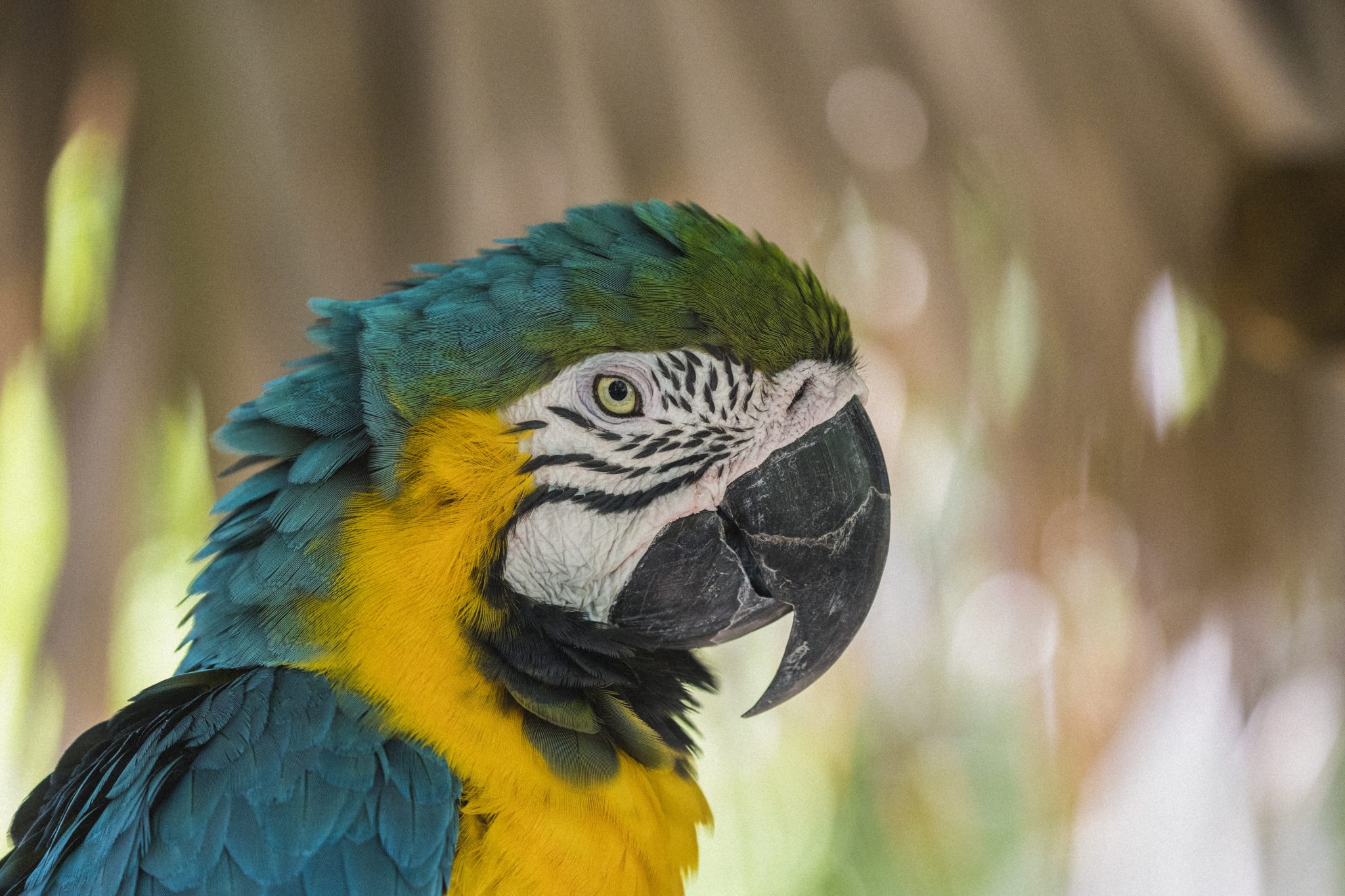 Blue and yellow macaw