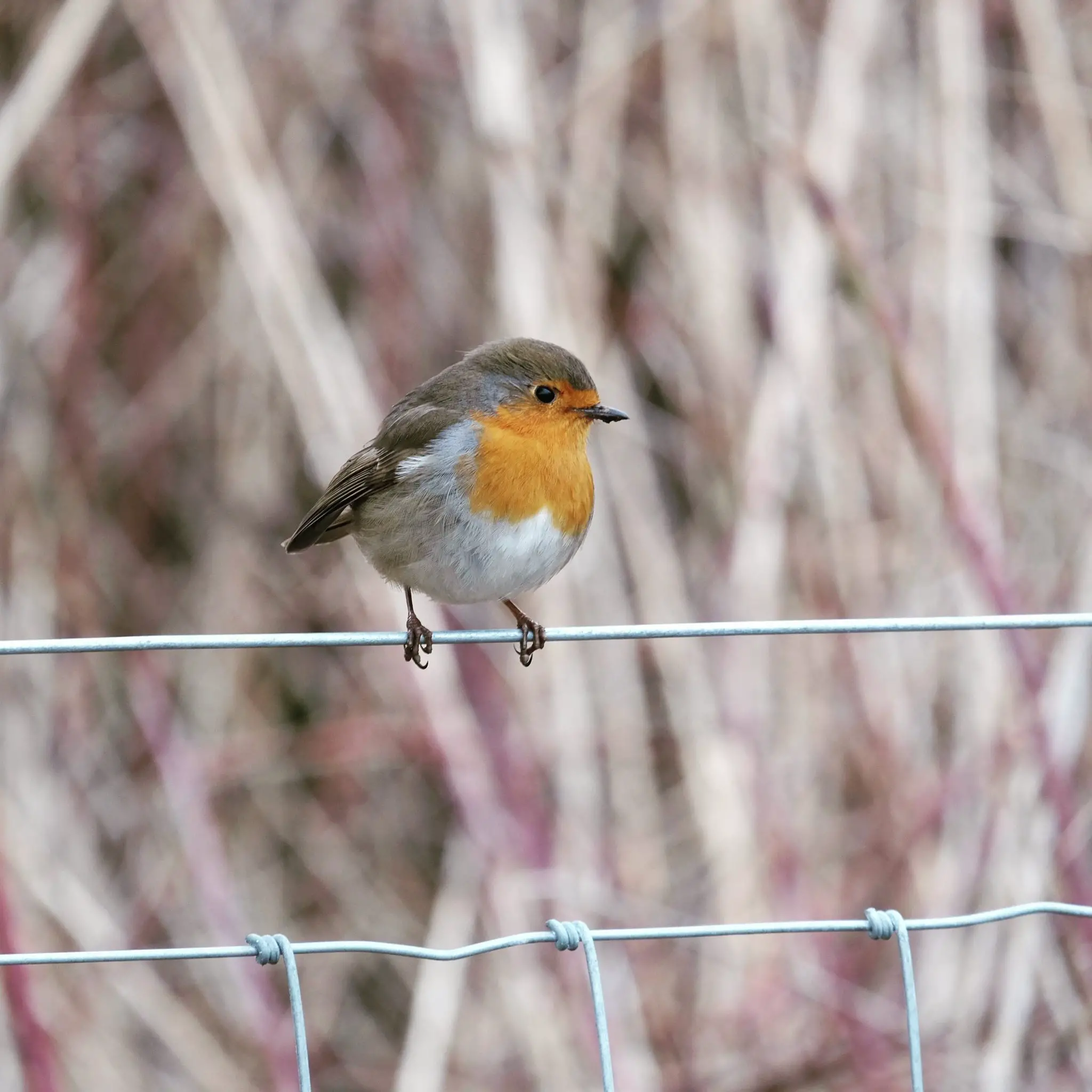 5 fascinating facts about the European robin