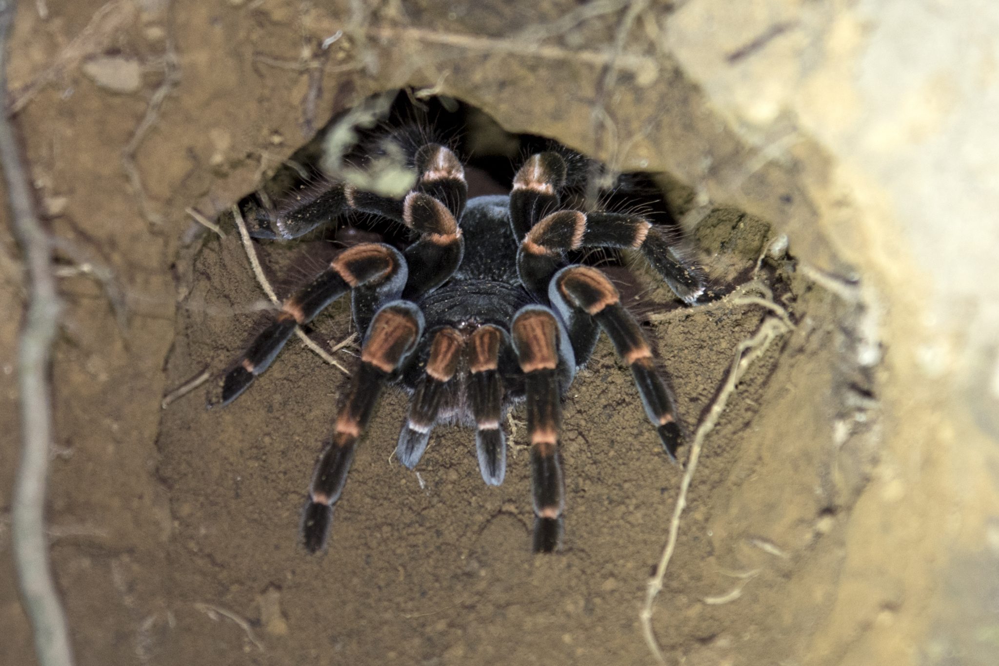 Orange-kneed tarantula, Monteverde