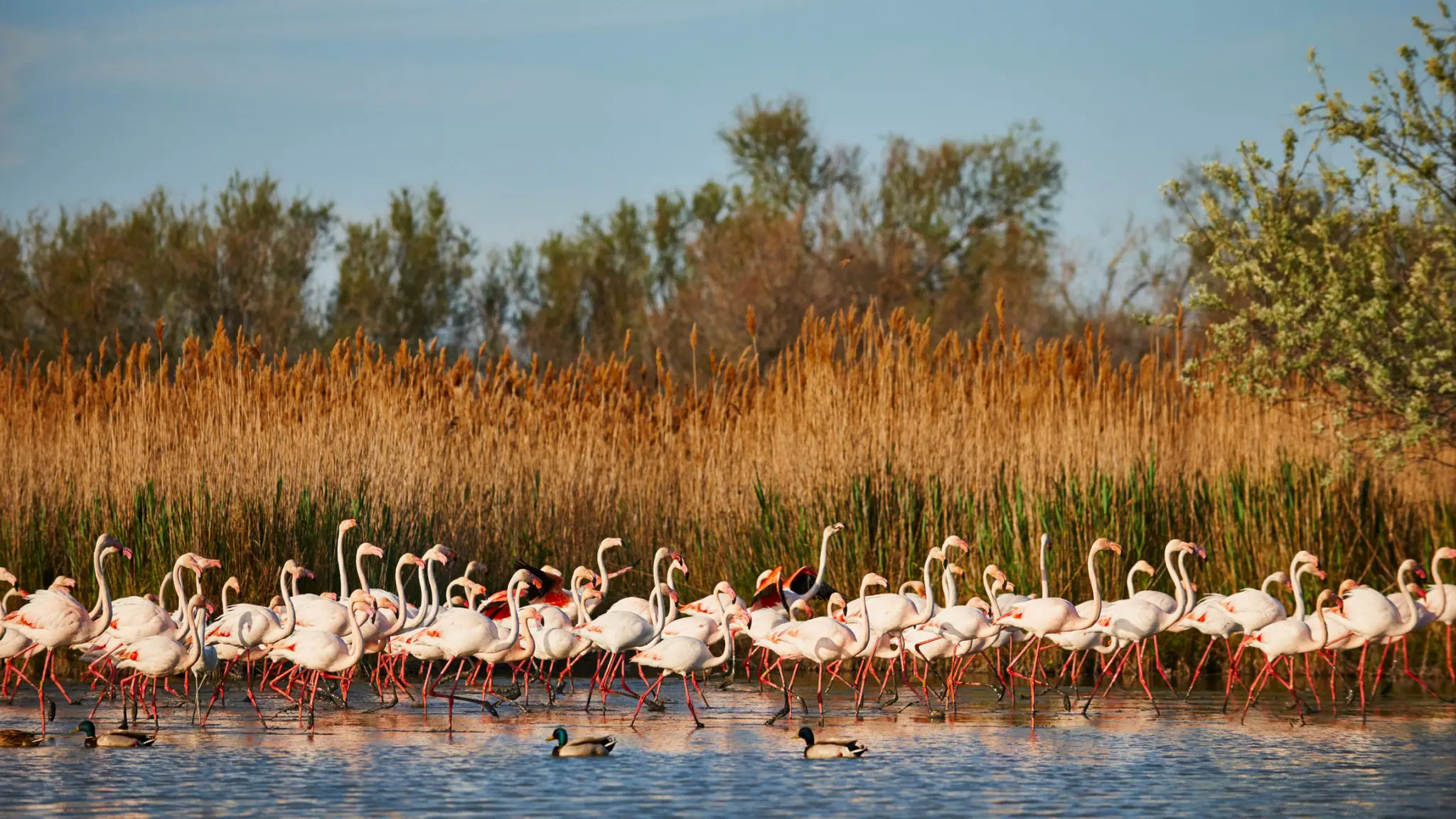 Wildlife spotting in the Camargue in the South of France