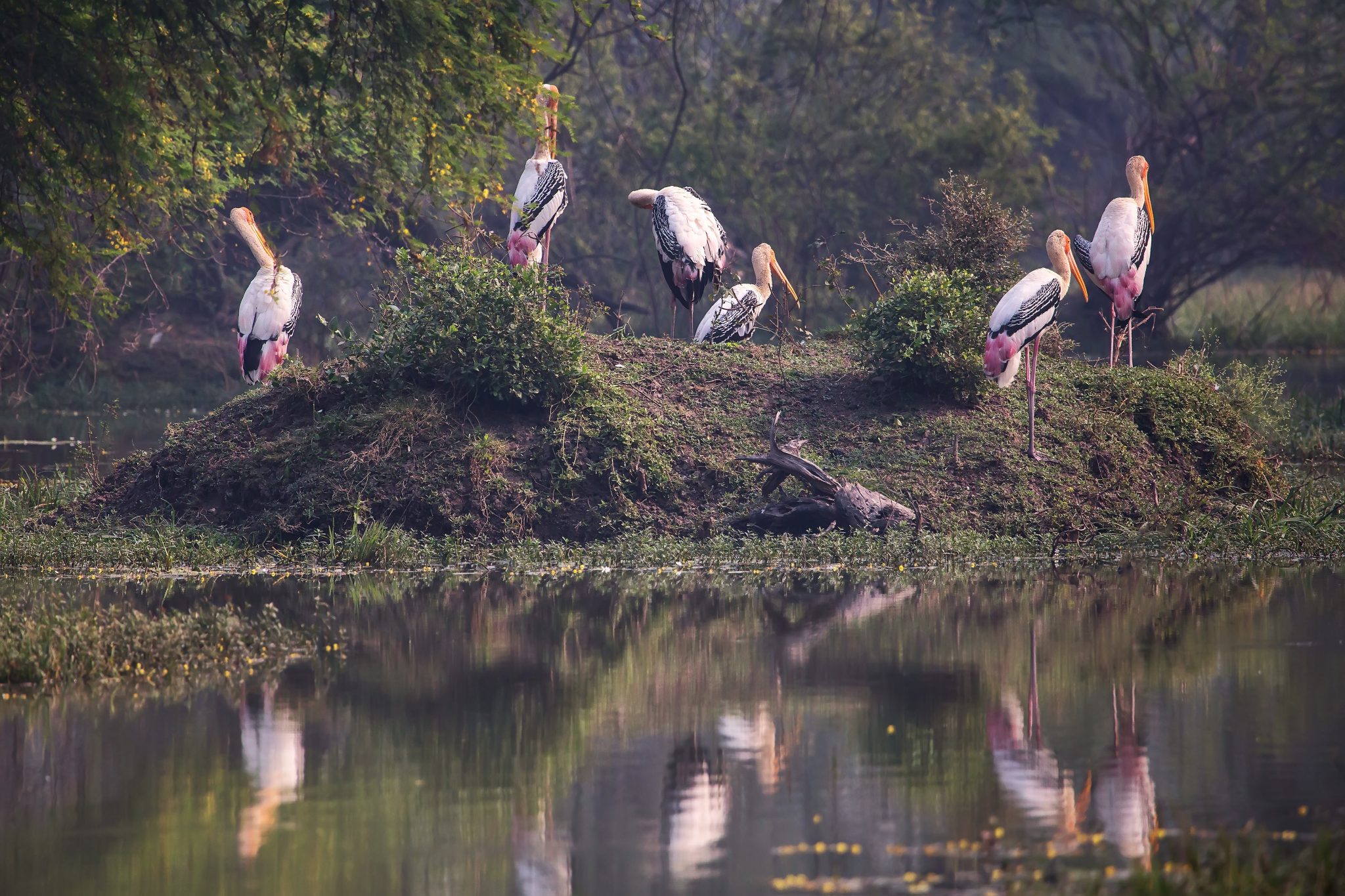 Why Keoladeo National Park is one of my favourite Indian nature reserves