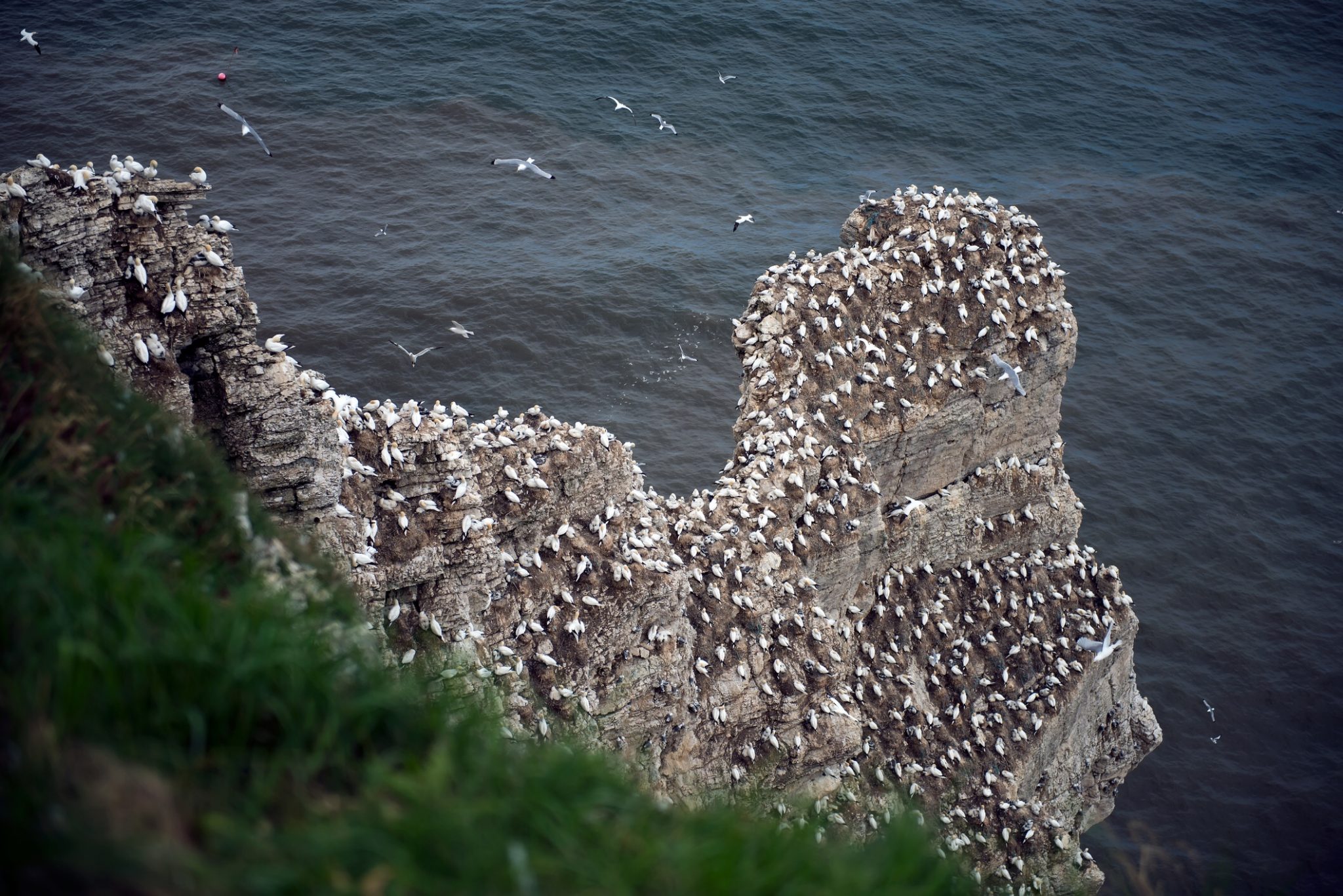 Gannets at Bempton Cliffs RSPB reserve, Yorkshire.