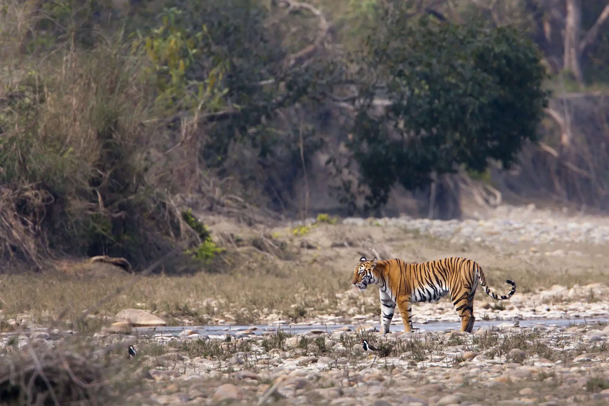 How to visit Ranthambore National Park to see tigers on a backpacker budget