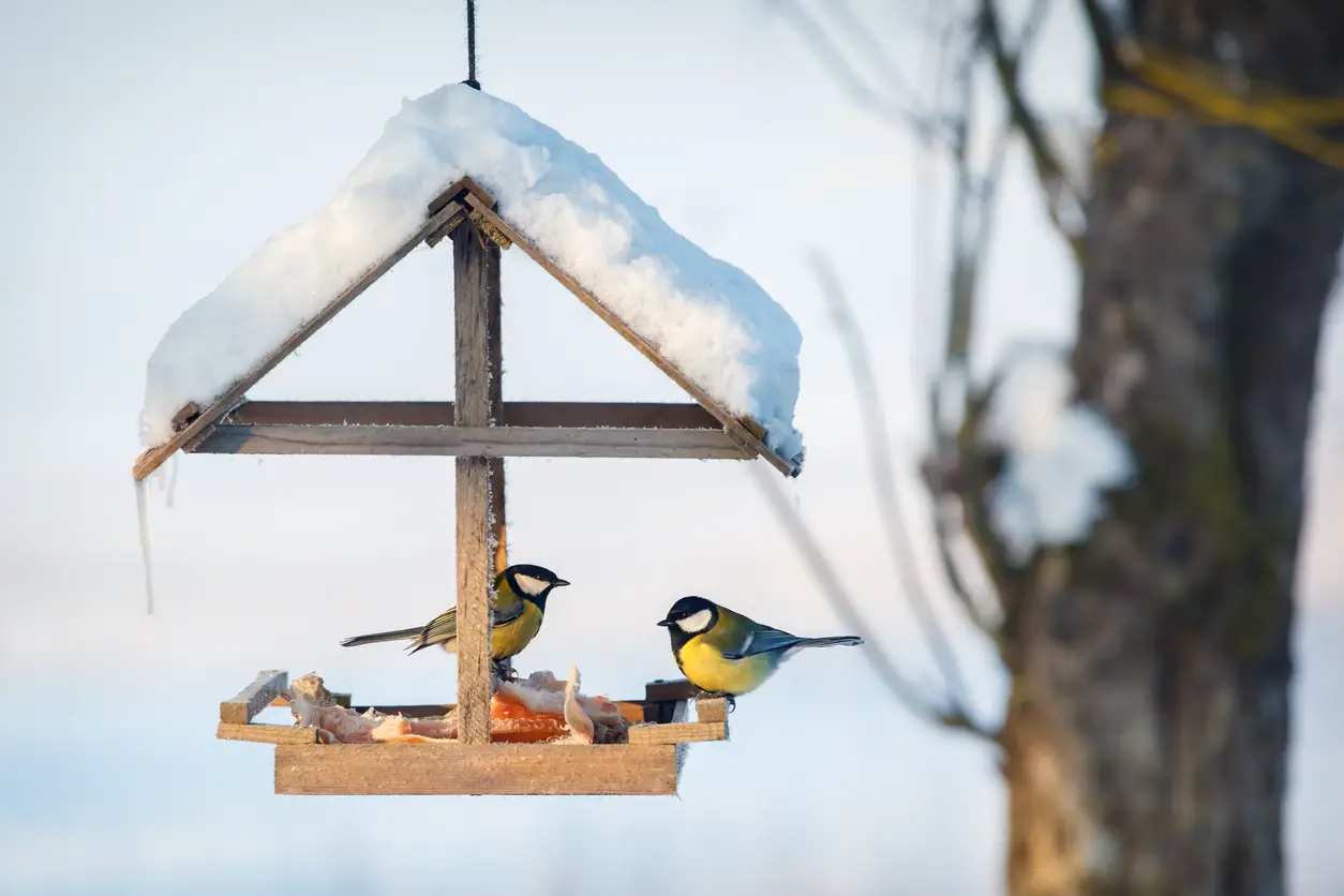 Everything you need to attract birds to your garden this winter