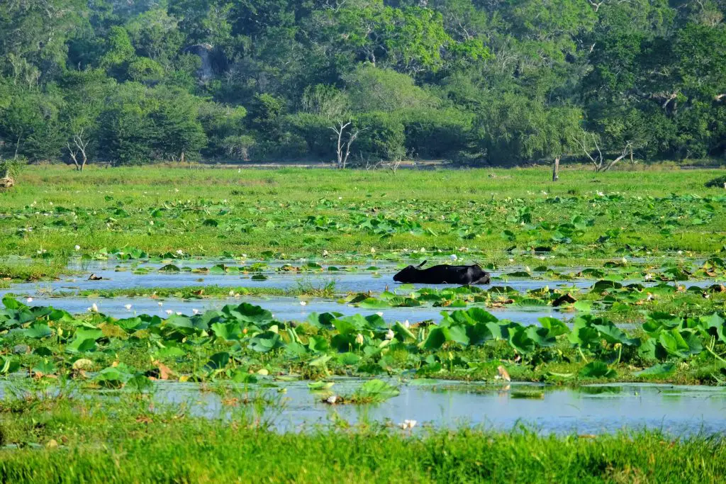 Your guide to leopard and elephant spotting at Yala National Park in ...