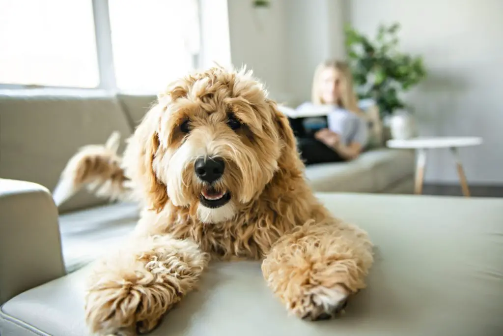 Golden labradoodle