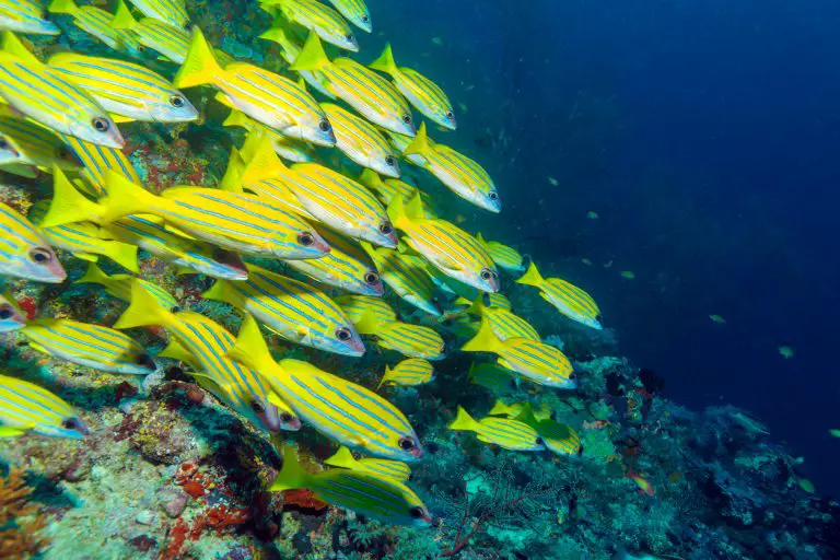 11 common fish species that you’ll see while snorkelling in Maldives ...