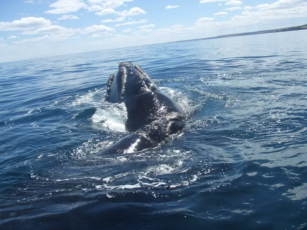 Southern right whale, Peninsular Valdés, Argentina