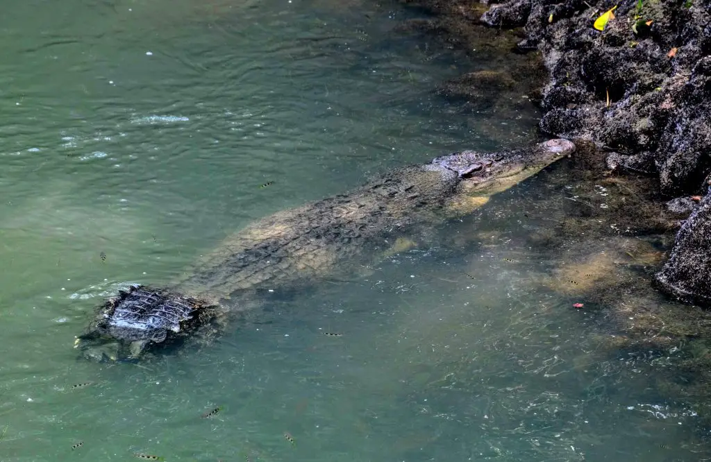 Crocodiles and birdwatching at Sungei Buloh Wetland Reserve in ...