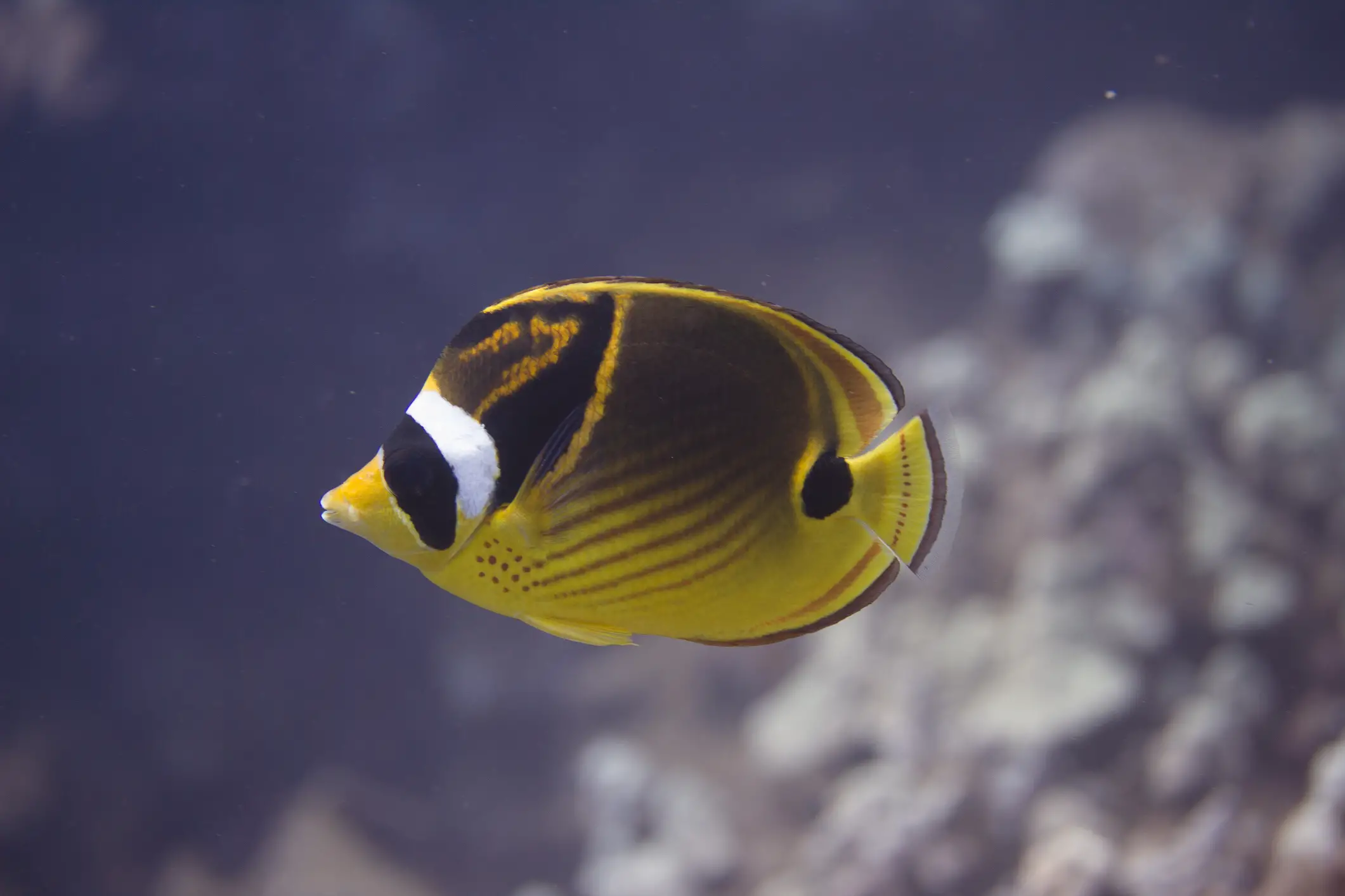 21 fish species you’ll see when snorkelling or diving in Bali or Lombok