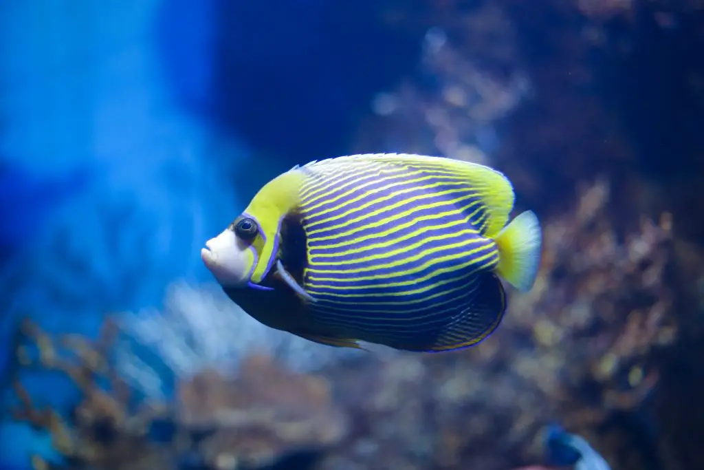 21 fish species you’ll see when snorkelling or diving in Bali or Lombok ...