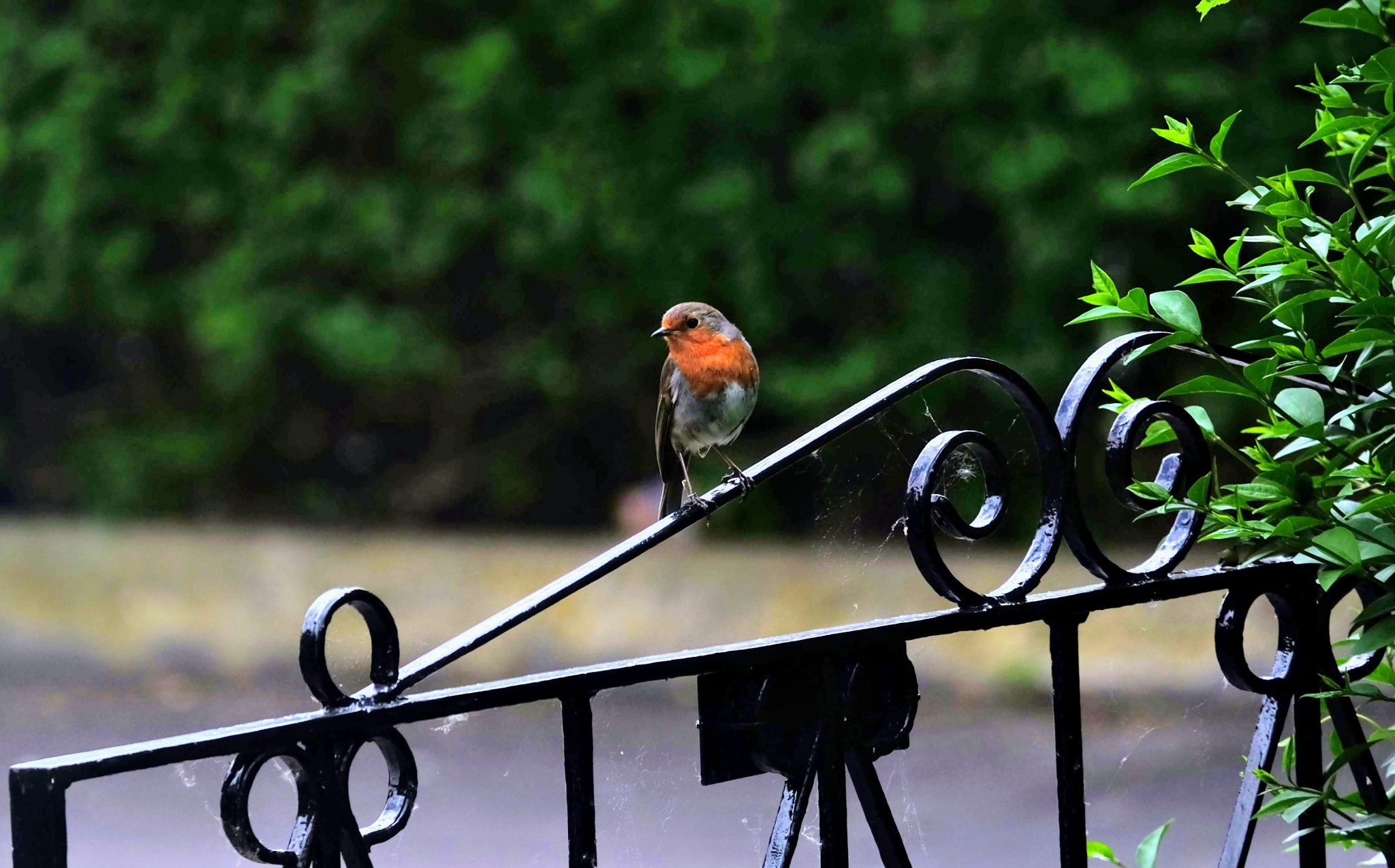 Robin on the gate, Merseybank Estate, Manchester