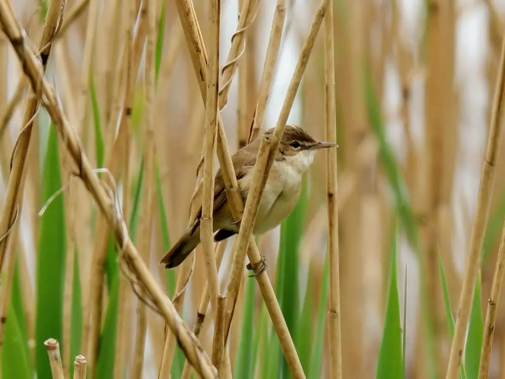 Urban Birdwatching At Sale Water Park And Sale Ees In Manchester - Land 