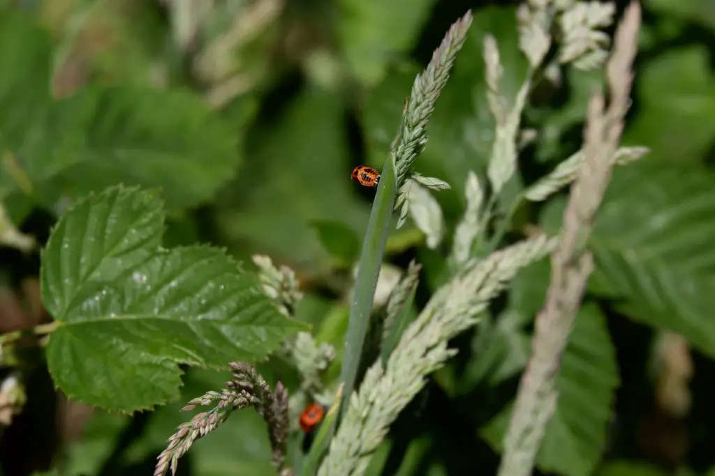 Ladybird larvae, Merseybank Estate, Manchester