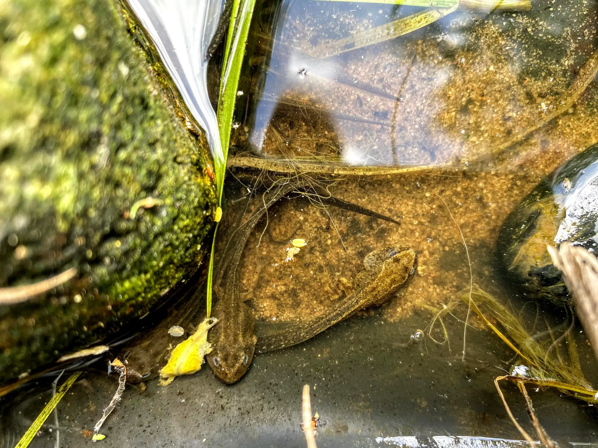 Froglets in a pond, Merseybank Estate, Manchester