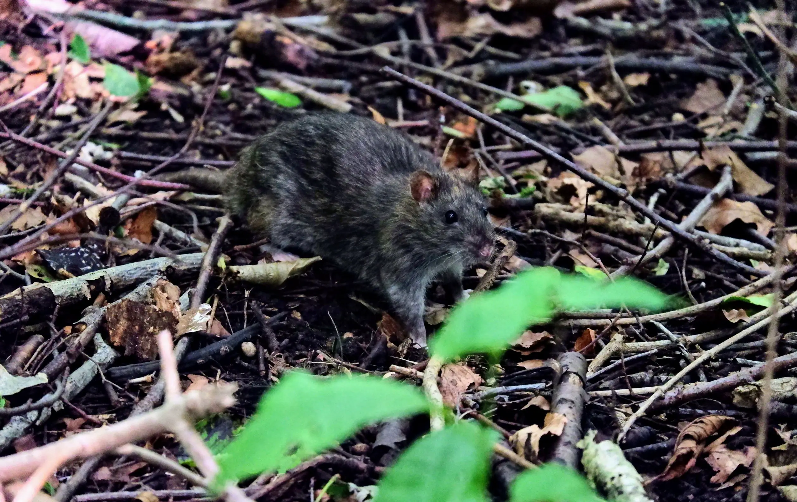 Rat, Kenworthy Woods, Manchester