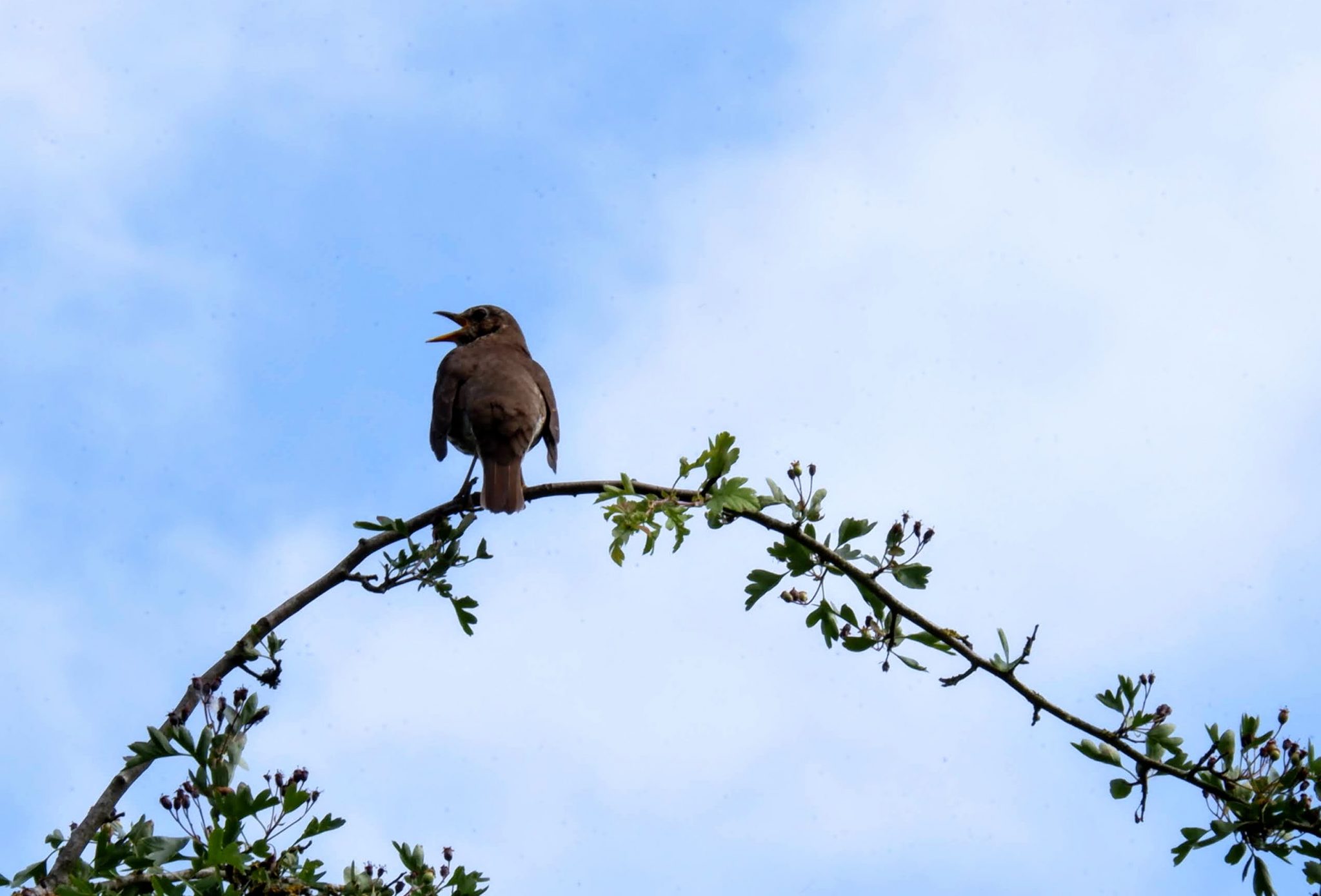 Song thrush, Kenworthy Woods, Manchester