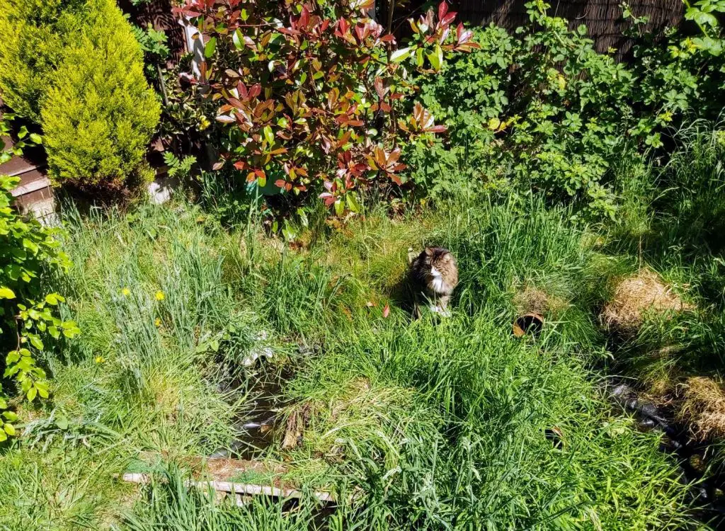 Wildlife garden in Chorlton