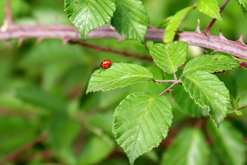 Ladybird larvae, Merseybank Estate, Manchester