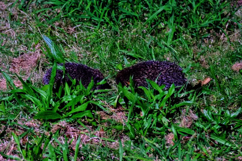 Hedgehogs mating on the lawn, Merseybank Estate, Manchester