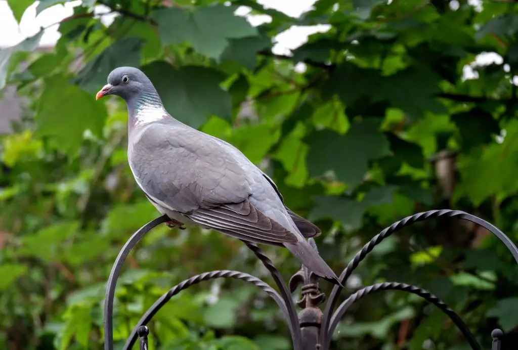 Woodpigeon, Merseybank Estate, Manchester