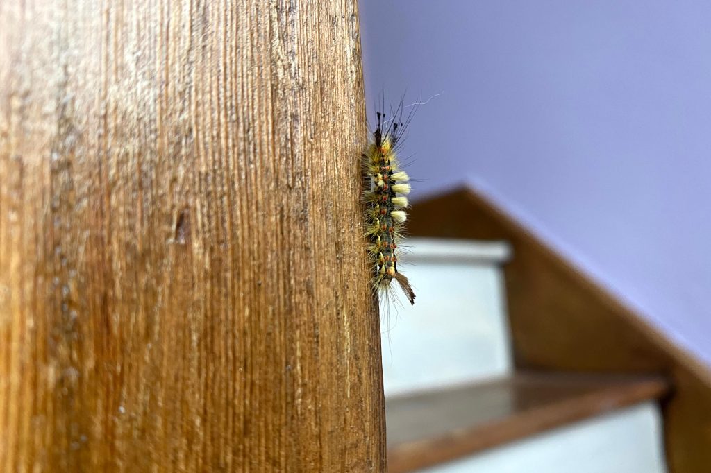 Pale tussock moth caterpillar, Merseybank Estate, Manchester