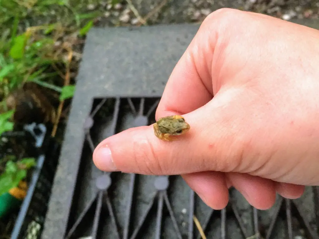 Juvenile frog on my hand, Merseybank Estate, Manchester