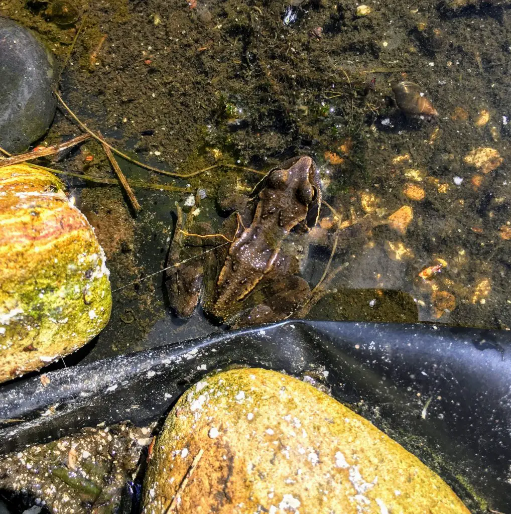 Adult frog in my pond, Merseybank Estate, Manchester