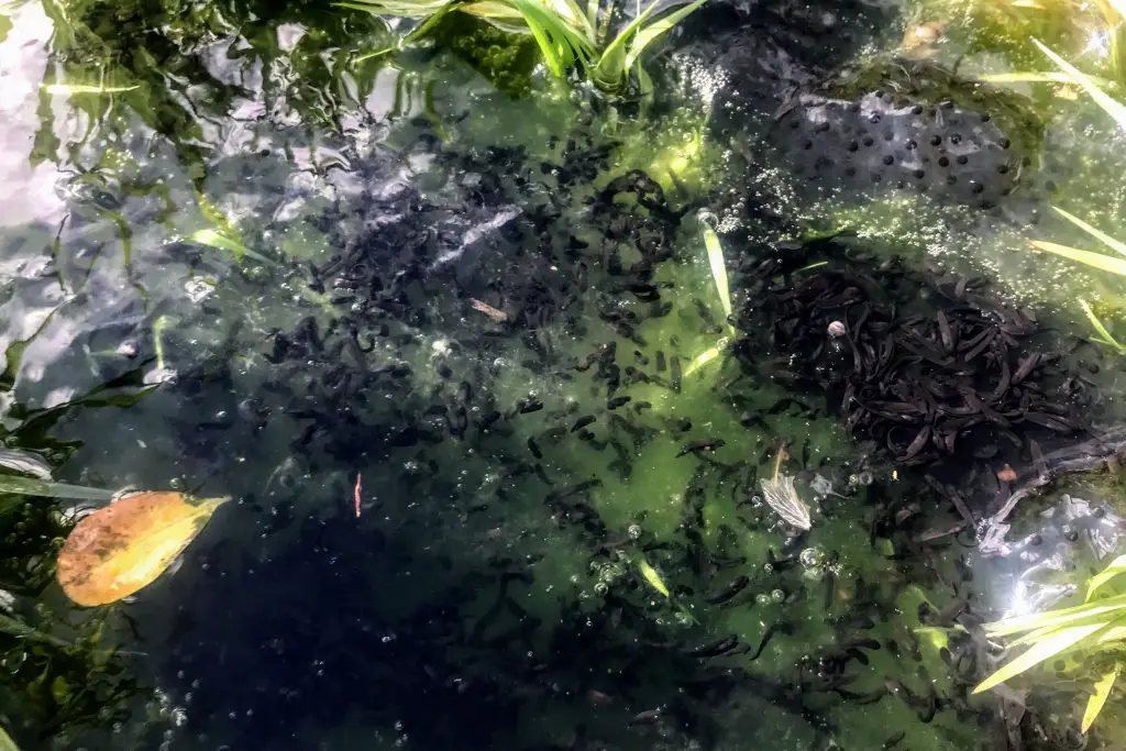 Hatched frogspawn in a pond, Merseybank Estate, Manchester