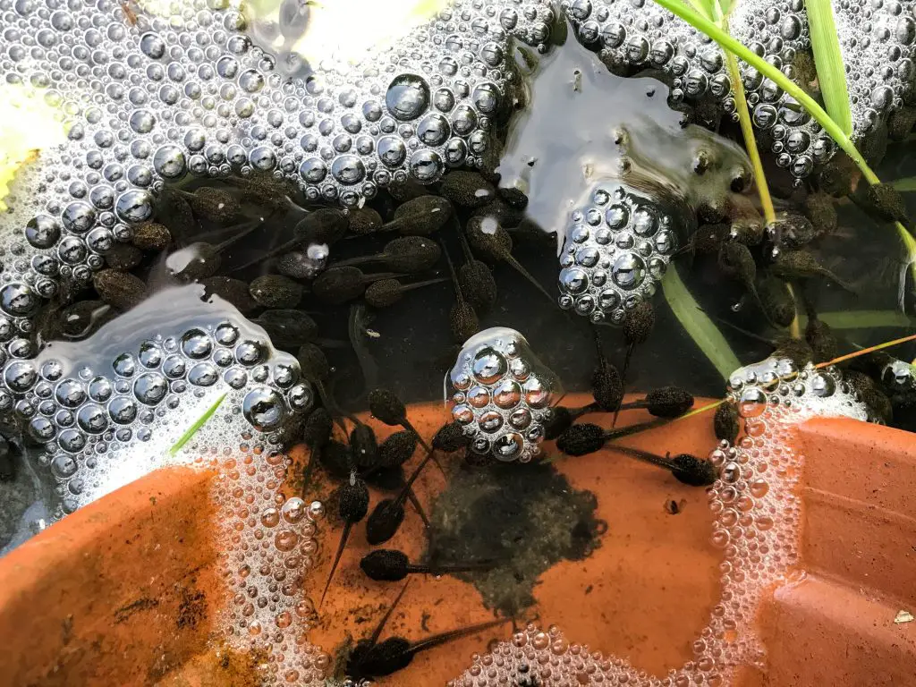 Tadpoles in a pond, Merseybank Estate, Manchester