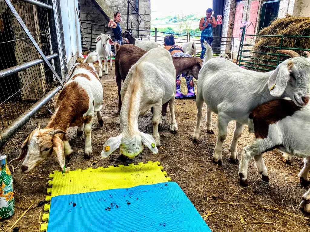 Goat yoga at Cronkshaw Fold Farm, Rossendale, Manchester