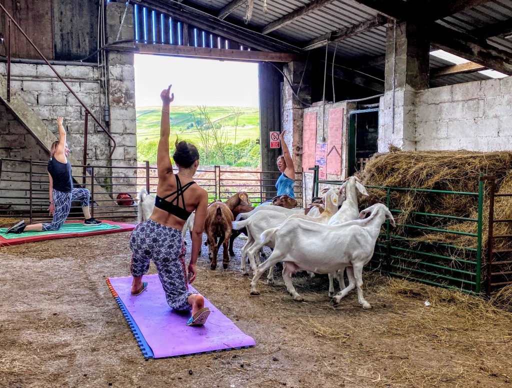 Goat yoga at Cronkshaw Fold Farm, Rossendale, Manchester