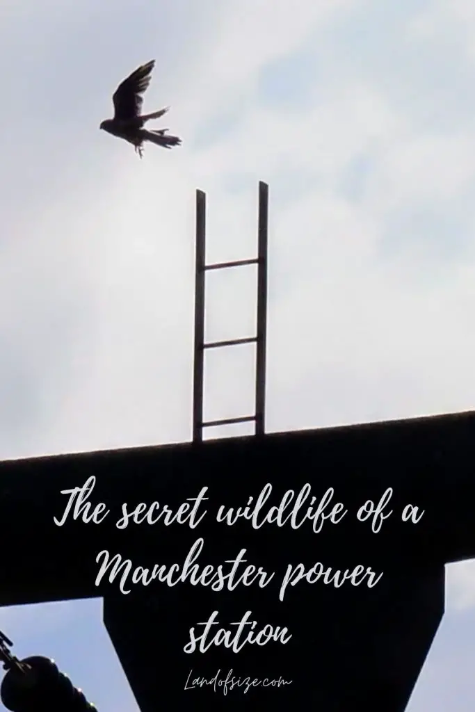 The secret wildlife of a Manchester power station