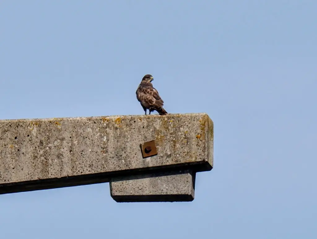 Buzzard on a power station