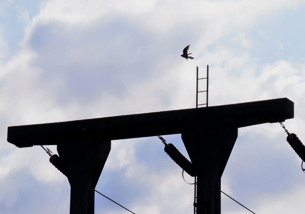 Kestrel flying above a power station