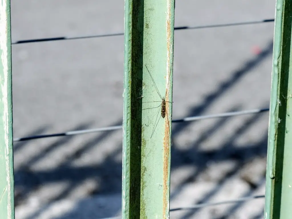 Crane fly (Limonia) at a power station