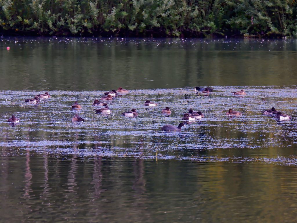 Tufted ducks at Chorlton Water Park