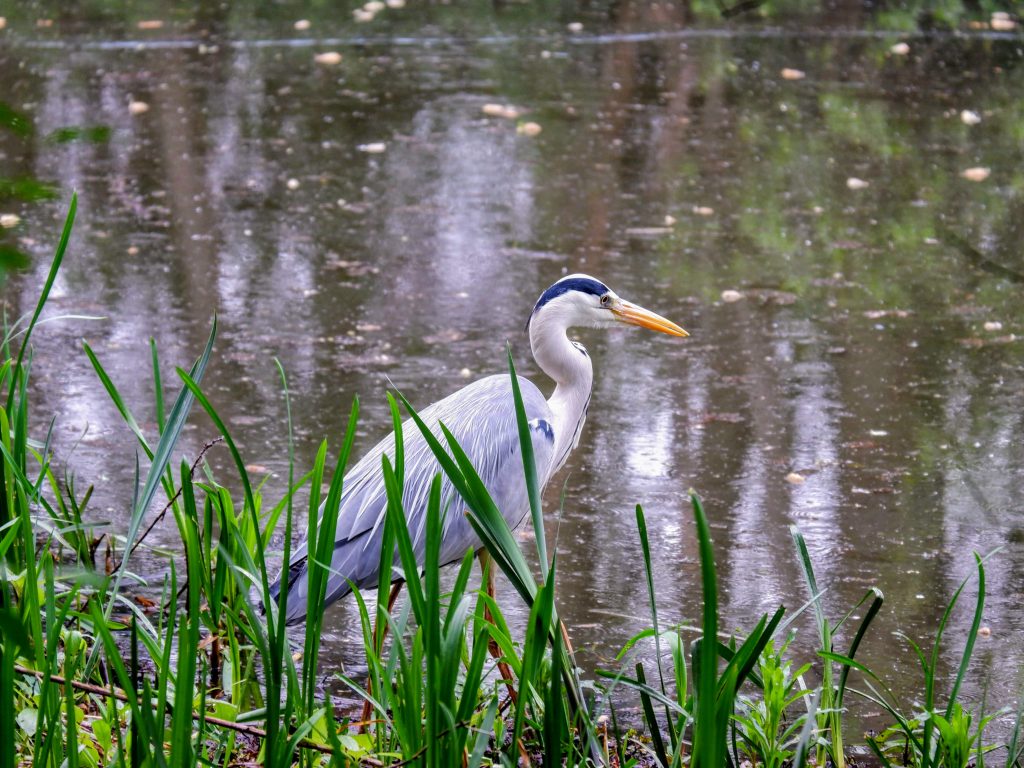 Grey heron, Chorlton Water Park