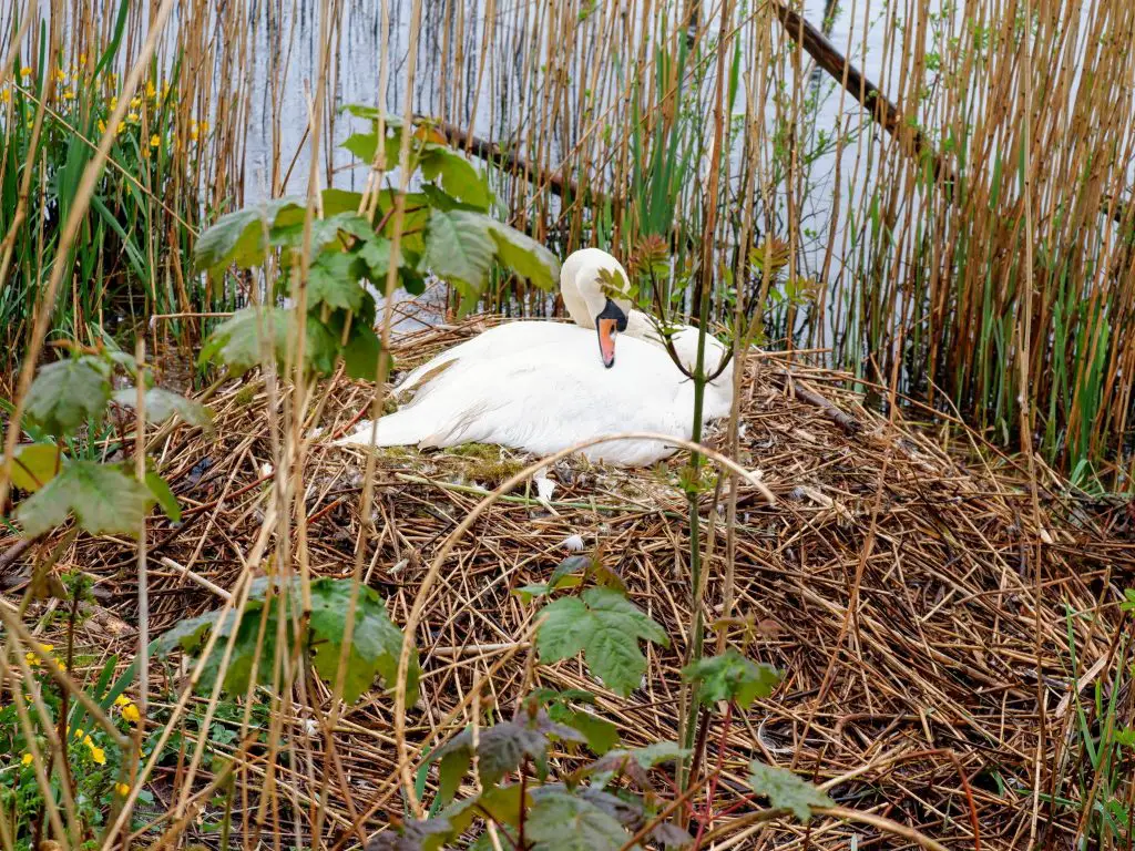 Mute swan on nest, Chorlton Water Park