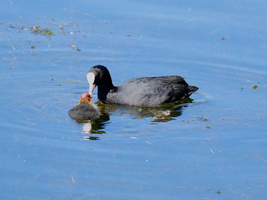 Coot feeding its baby, Chorlton Water Park