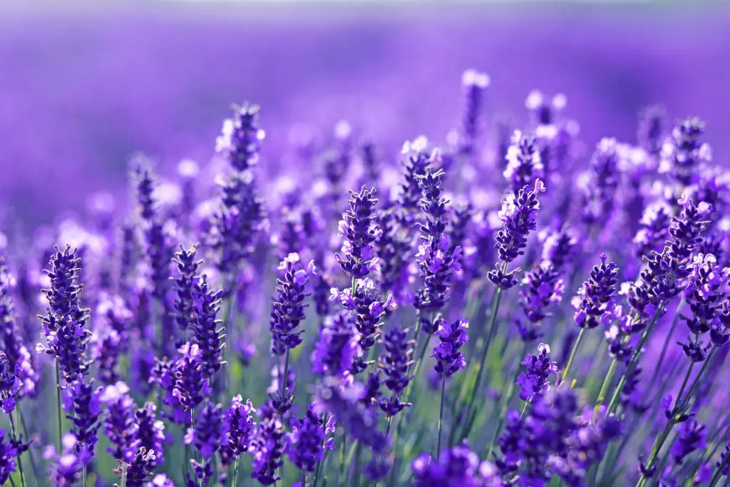 Lavender flowers on a field