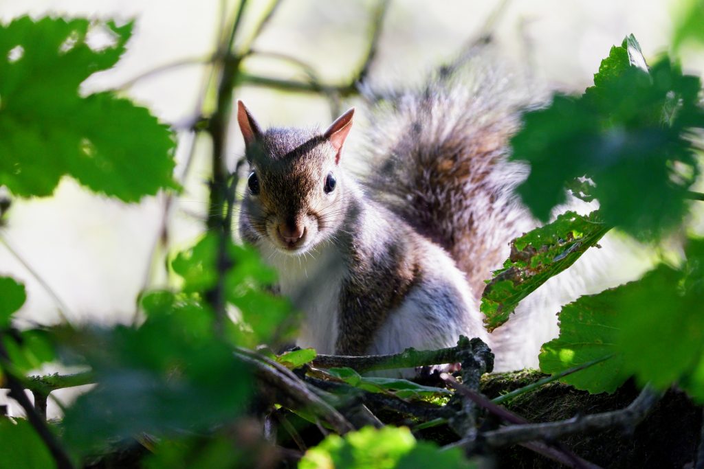 Grey squirrel at Chorlton Water Park