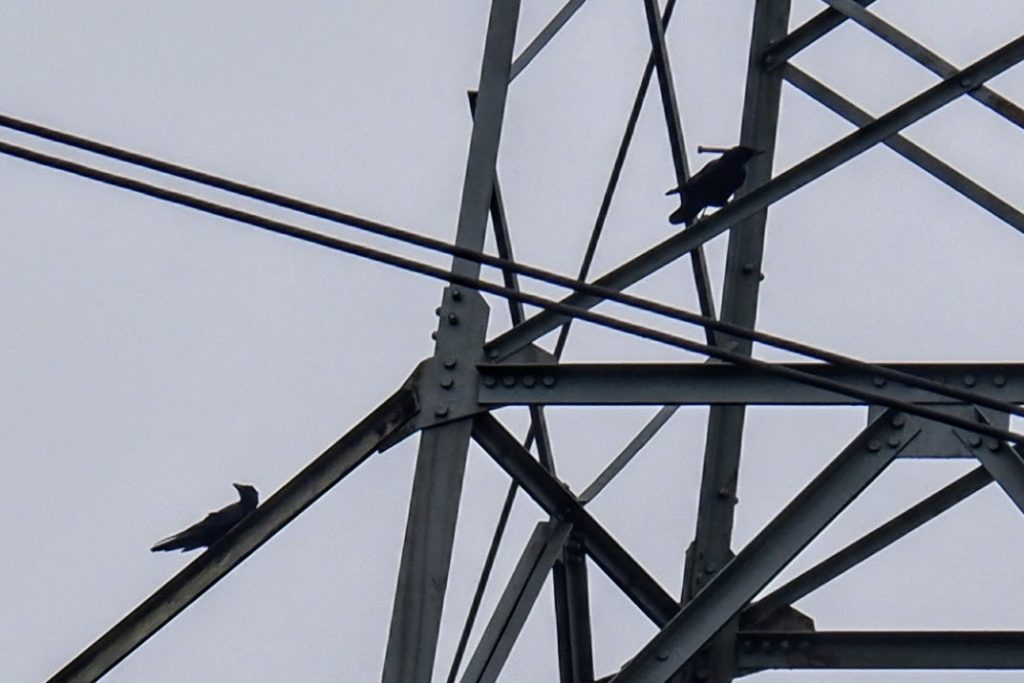 Ravens on a pylon, Stretford Ees, Manchester